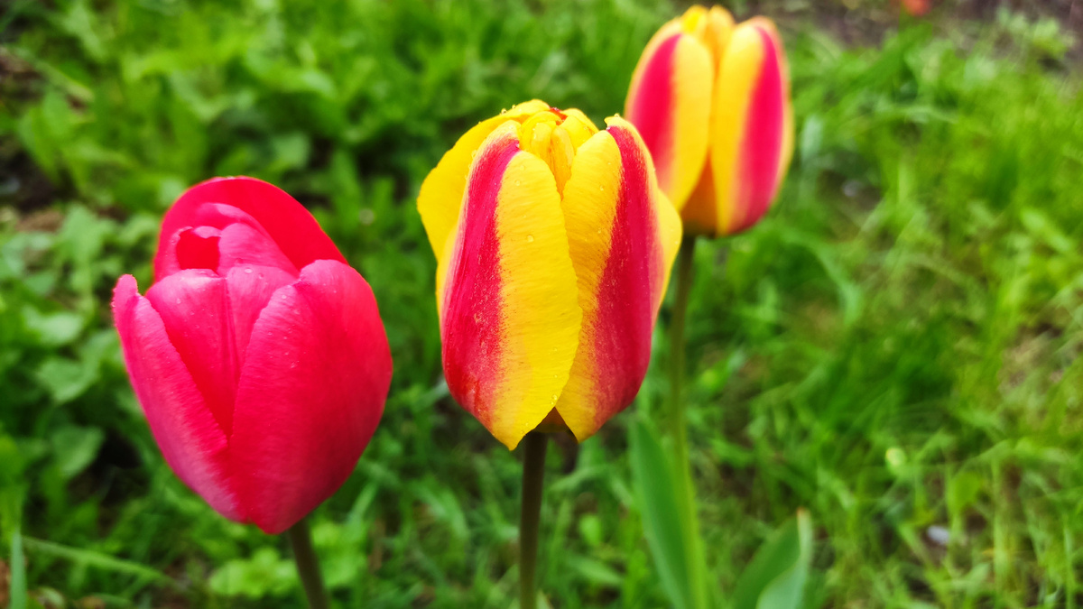 Тюльпаны растут без ухода и выкопки