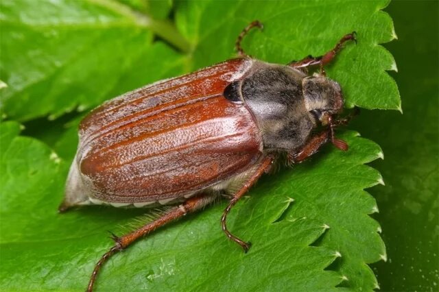    Опасен ли укус майского жука для человека?