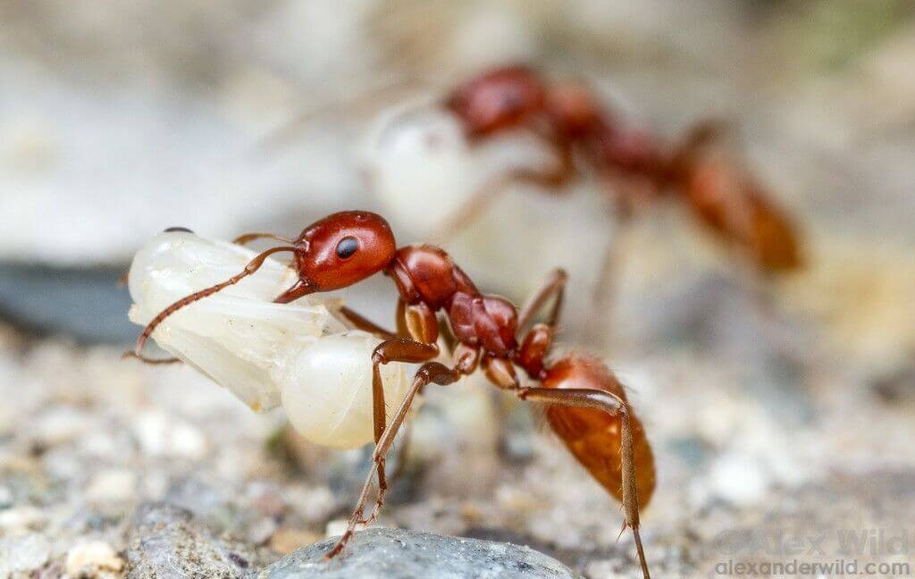    Муравьи-рабовладельцы Polyergus rufescens. Источник изображения: alexanderwild.com