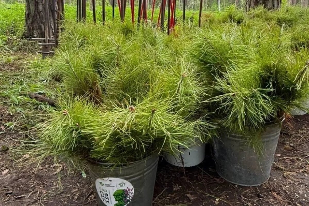    В Челябинском городском бору активисты высадили 6,5 тысяч молодых сосен