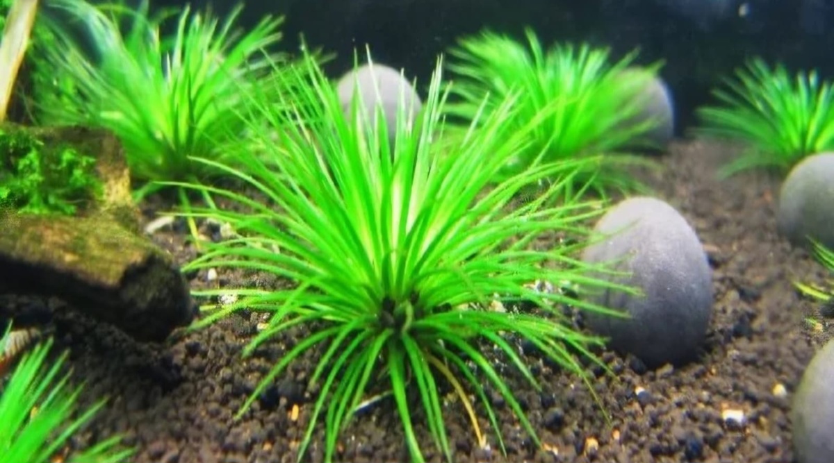 ## Эриокаулон малаятор - изящное украшение аквариума### Описание растения**Эриокаулон малаятор** (Eriocaulon sp. Malaytor) представляет собой яркий представитель своего семейства с характерными длинными волосовидными светло-зелеными листьями, собранными в виде веера.### Размеры и внешний вид**Характеристики растения**:* Высота: около 11 см* Тип роста: в виде розетки* Листья: волосовидные, светло-зеленые* Идеально подходит для нано-аквариумов### Условия содержания**Параметры воды**:* Температура: 22-28°C* Жесткость: dH 1-6°* Кислотность: pH 6.5-7.2**Требования к уходу**:* Регулярная подмена воды раз в неделю * Обязательная подача CO2* Жидкие микроудобрения и макроудобрения* Яркое освещение: 0,8-1,0 Вт/л* Световой день: не менее 10 часов### Особенности выращивания**Важные моменты**:* Критично относится к недостатку освещения* Требует защиты от обрастания водорослями* При поражении водорослями необходимо снижать интенсивность освещения* Быстро теряет декоративность при неправильном уходе### Декоративные качества**Ландшафтный дизайн**:* Идеально подходит для центральной части аквариума* Создает уникальный ландшафт* Может использоваться как живая изгородь* Хорошо сочетается с любыми аквариумными декорациями### Рекомендации по содержаниюРастение требует тщательного соблюдения параметров воды и правильного освещения. При создании оптимальных условий эриокаулон малаятор станет настоящим украшением аквариума, добавляя в композицию изящество и уникальность. Особое внимание следует уделять профилактике водорослевых обрастаний и поддержанию стабильных параметров воды.