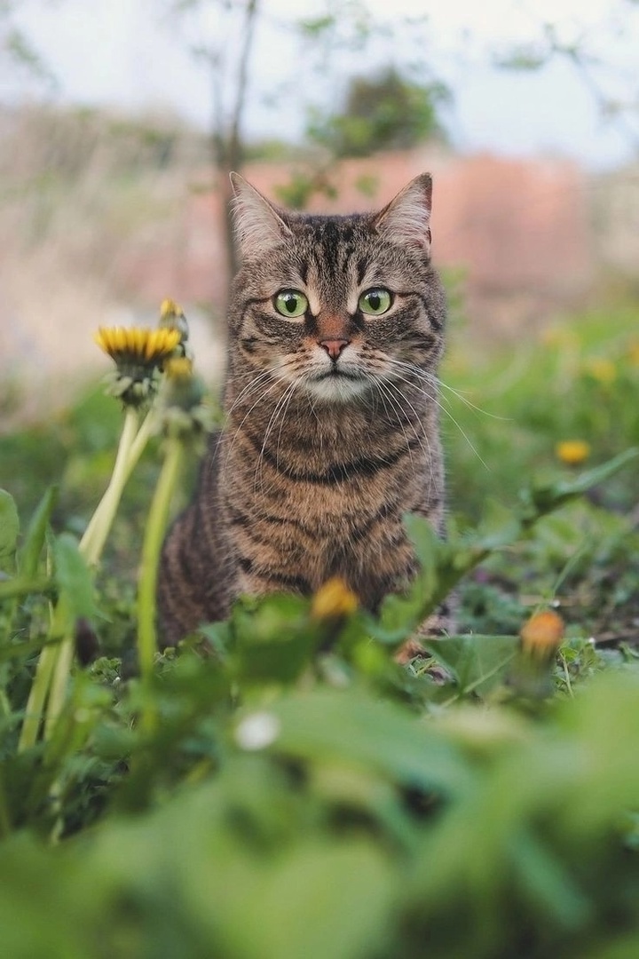 иллюстрация из яндекс картинки.