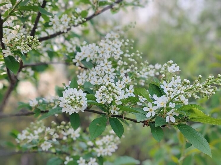   МК в Бурятии