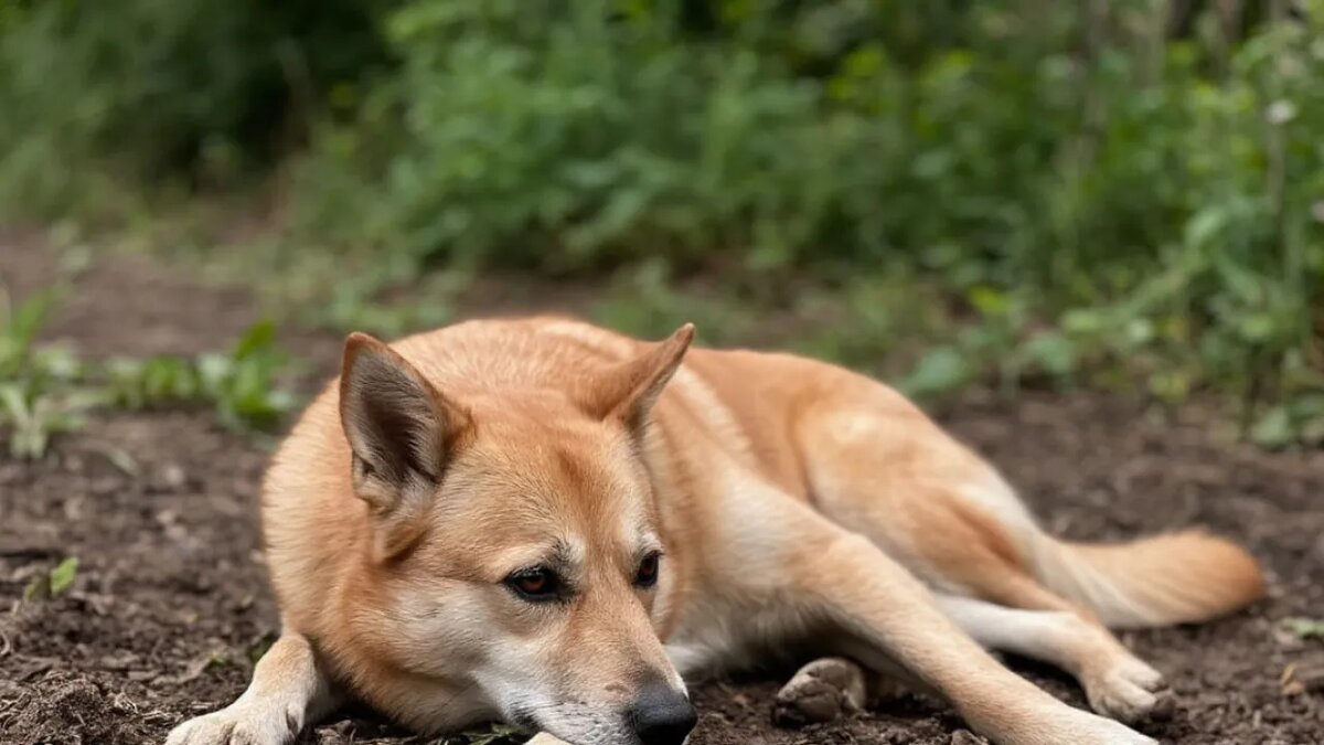    Сгенерировано ИИ