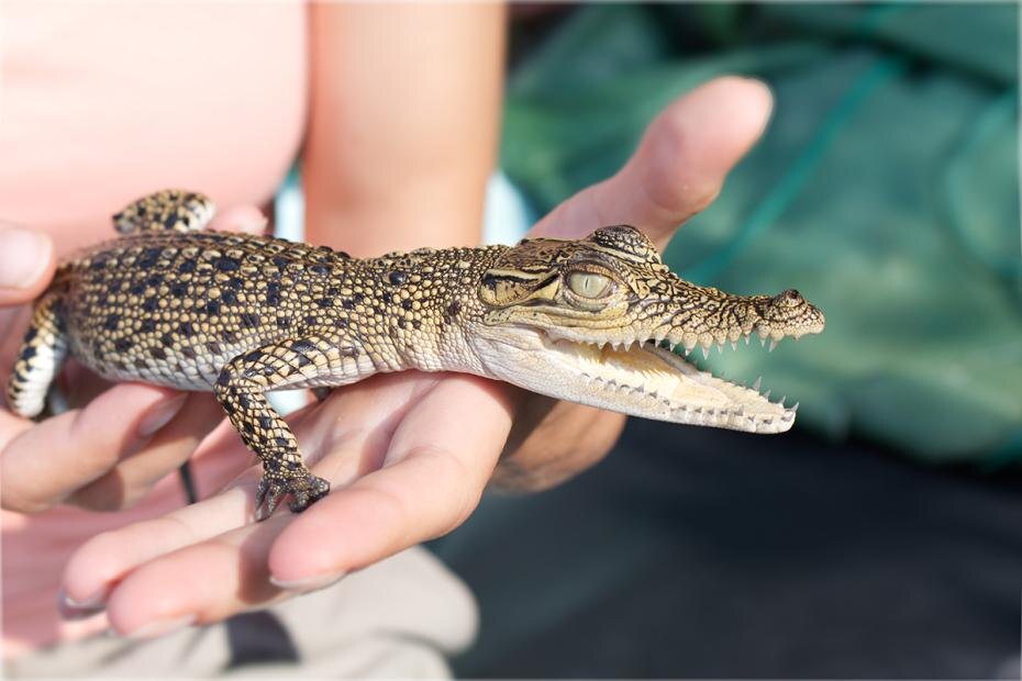    Shutterstock/FOTODOM