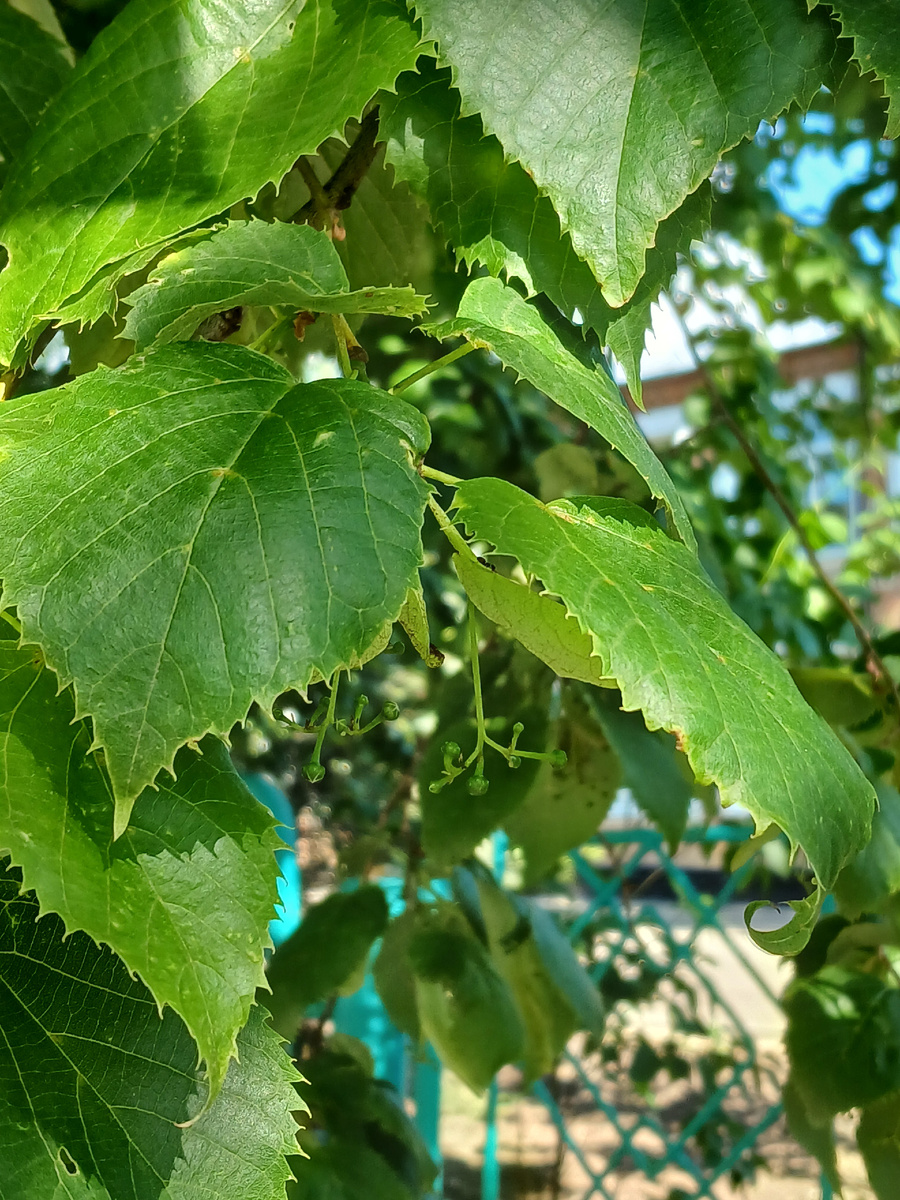 По дороге на работу. Зацветает липа