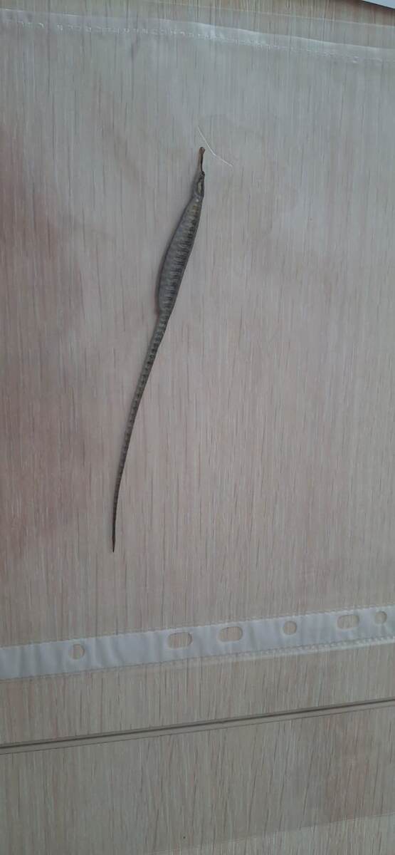 Рыба-игла на защите проекта у одного из детей