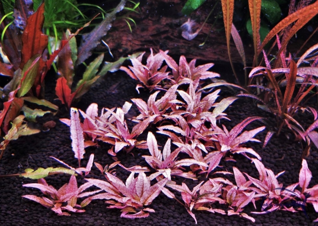 ## Криптокорина Фламинго - изысканное украшение аквариума### Описание растения**Криптокорина Фламинго** - селекционный сорт с необычным розовым оттенком листьев. Относится к неприхотливым растениям, несмотря на свою декоративность.### Размеры и внешний вид**Характеристики растения**:* Высота: до 20 см* Ширина: 15 см* Цвет: красный с розовым оттенком* Скорость роста: медленная### Условия содержания**Параметры воды**:* Температура: 25-28°C* Кислотность: pH 6.5-7.5* Жесткость: GH 1-18**Требования к уходу**:* Обязательная подача CO2* Освещение: до 12 часов в день* Стабильные условия содержания* Вегетативное размножение (деление корневища)### Особенности выращивания**Важные моменты**:* Высокая чувствительность к изменению условий* Требуется постепенная адаптация при пересадке* Необходимо избегать резких изменений параметров воды* При стрессе может терять окраску### Размещение в аквариуме**Оптимальные зоны**:* Передний план* Средний план* Групповая посадка для лучшего эффекта* Подходит для аквариумов любого объема### Практические рекомендации**Советы по содержанию**:* Обеспечить стабильную подачу CO2* Поддерживать постоянные параметры воды* Избегать частых подмен воды* При появлении признаков стресса дать время на адаптациюКриптокорина Фламинго станет настоящим украшением аквариума благодаря своей необычной окраске. Несмотря на медленную скорость роста и некоторую чувствительность к условиям, растение достаточно неприхотливо при соблюдении основных требований содержания. Особенно эффектно смотрится в групповых посадках на переднем или среднем плане аквариума.Важно помнить о необходимости стабильной подачи CO2 и поддержания постоянных параметров воды для сохранения яркой окраски листьев.