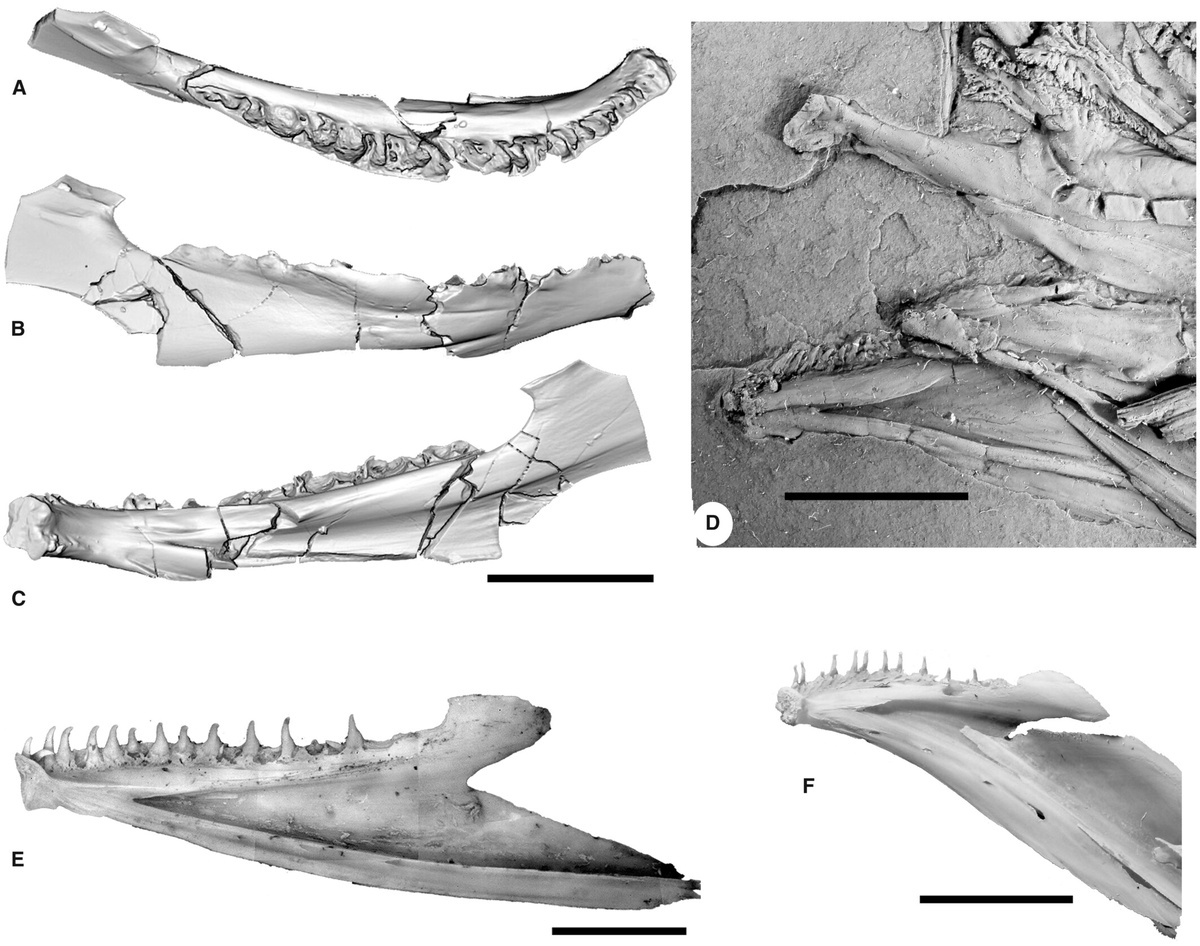 Изображение: “Зубная кость Sivulliusalmo alaskensis в сравнении с современными и ископаемыми лососевыми”. Papers in Palaeontology – Wiley Online Library