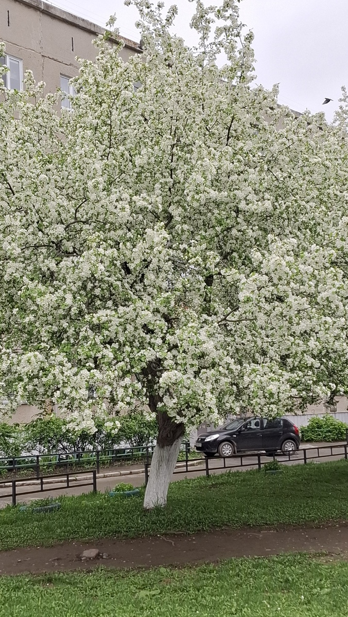 Вот такая яблоня во дворе, через который я хожу на работу