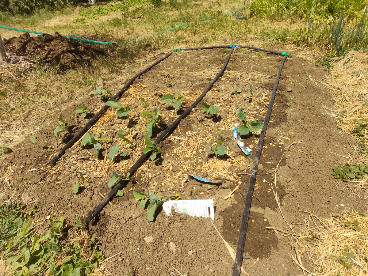 Капуста поливается. Пора мульчировать по-взрослому...