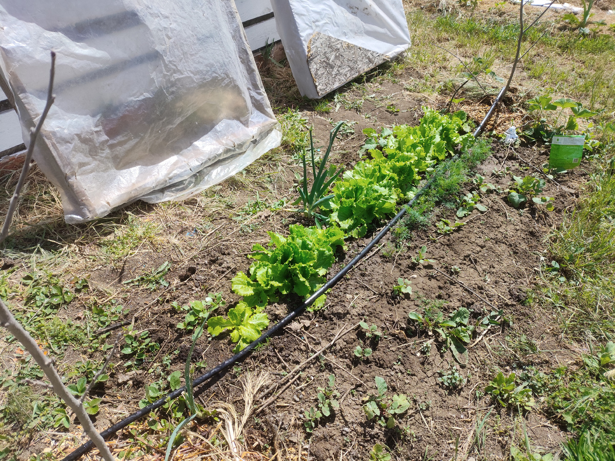 И зеленая грядка тоже