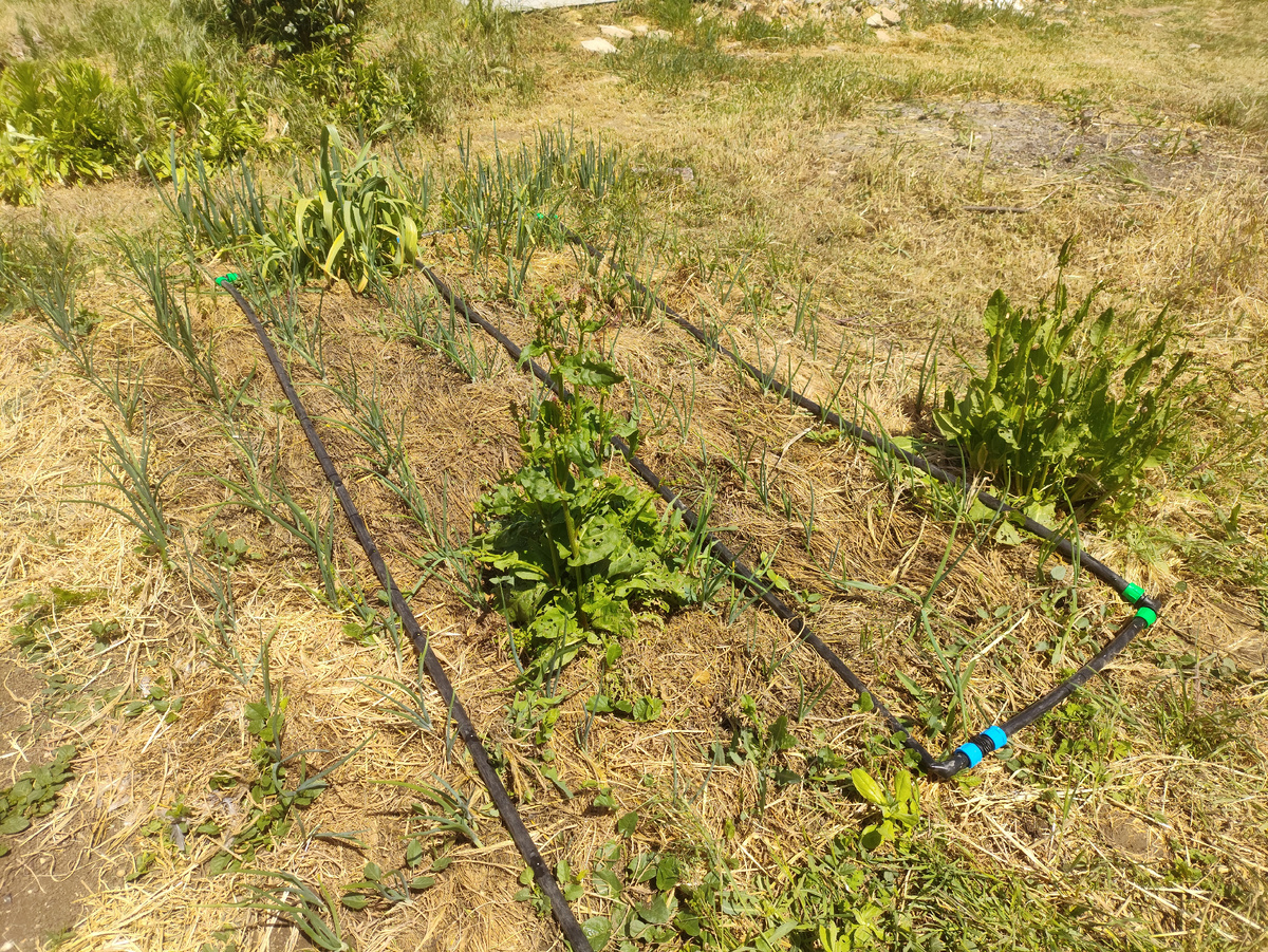 На луке в три ряда полив сделан