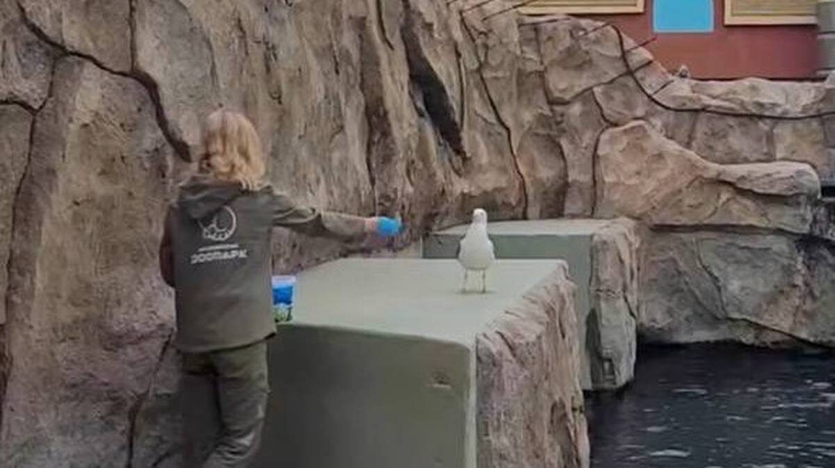    Фото: Московский зоопарк / Telegram