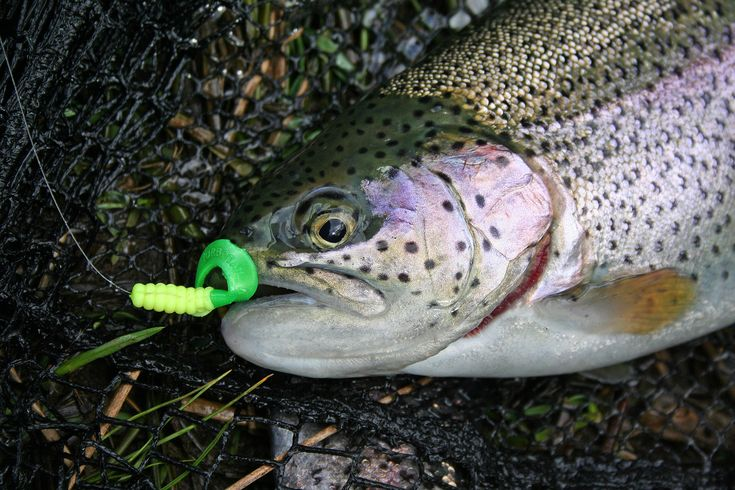 Фото с сайта: https://i.pinimg.com/736x/56/66/14/5666141b20f312462dda41b521d15e2e.jpg