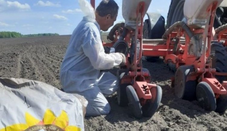    В Брянской области заложены демопыты с подсолнечником отечественной селекции