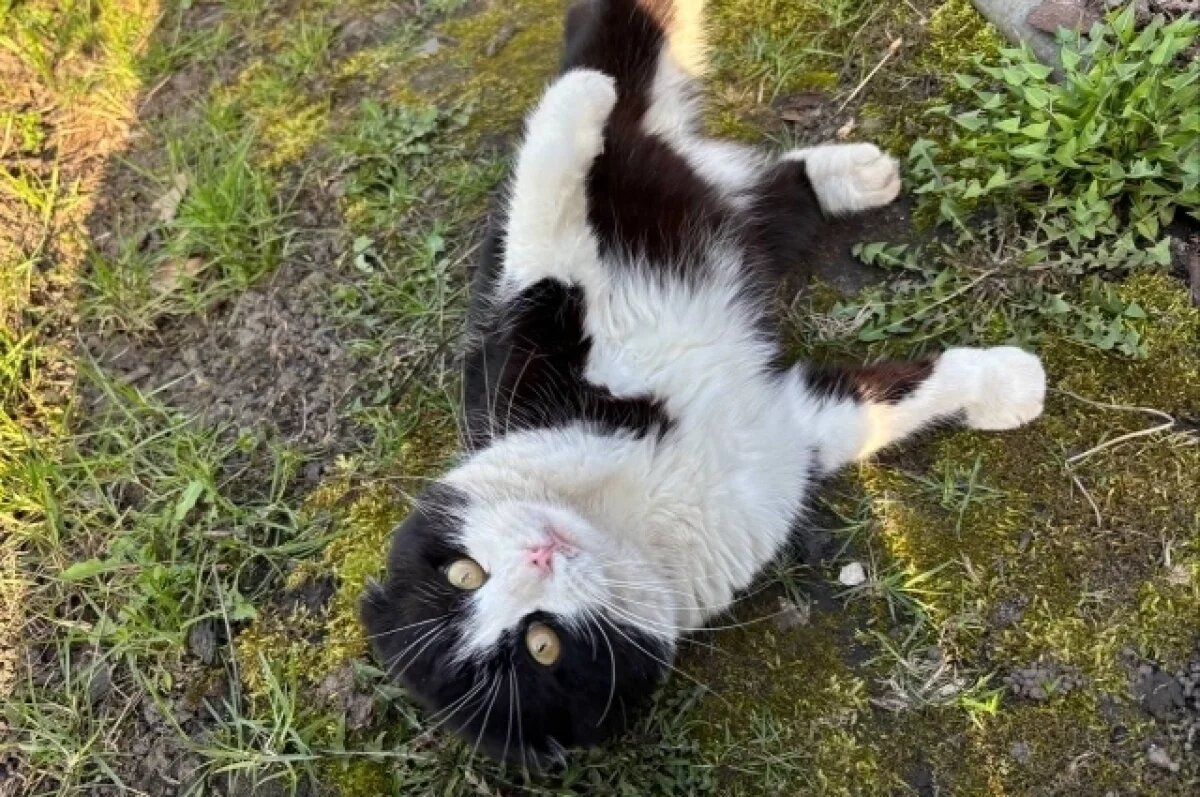    Питомцы из Воронежской области отправились в Турцию и Грузию