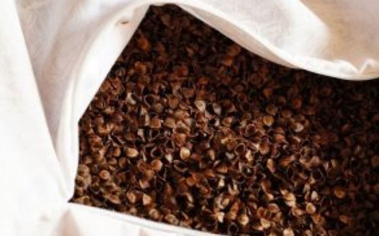    Гречиху с повиликой не выпустили из Орловской области