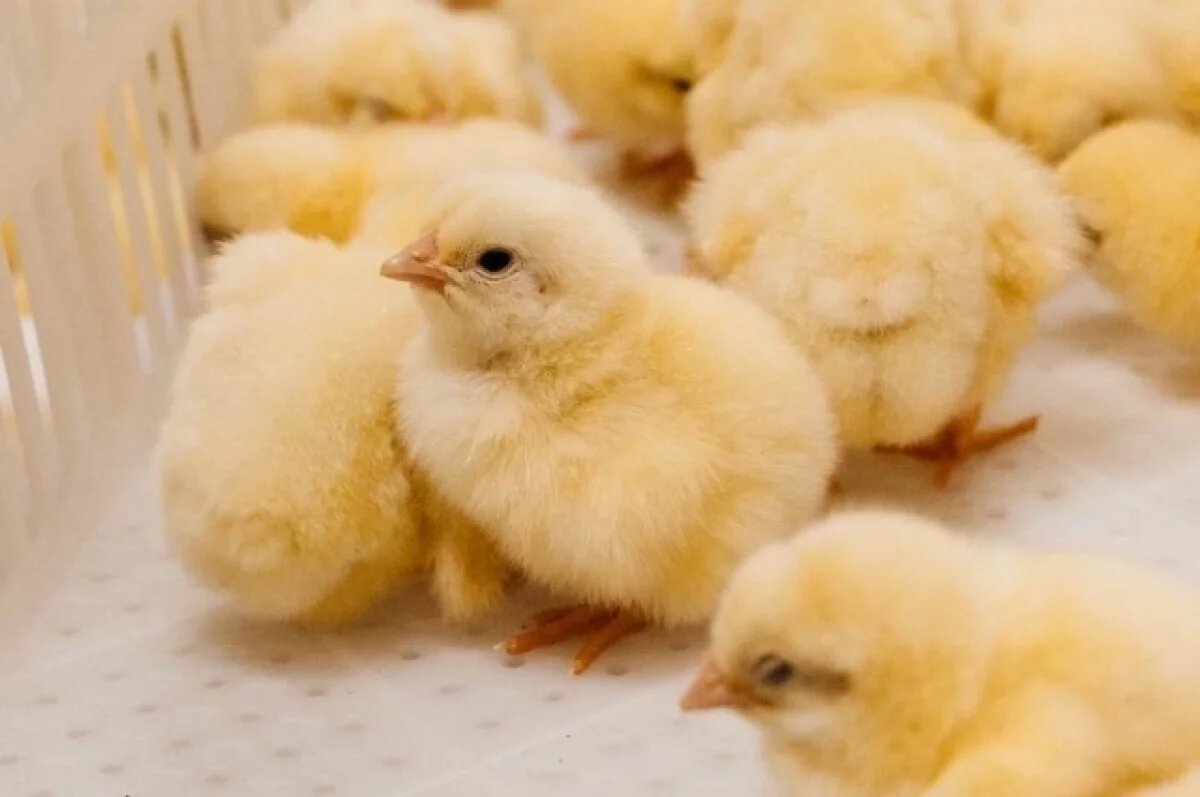    200 тыс выплатят на развитие подсобного хозяйства в Новосибирской области