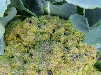 Блошки на капусте брокколи