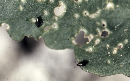 Блошки на листе капусты. Блошки - очень опасные вредители.