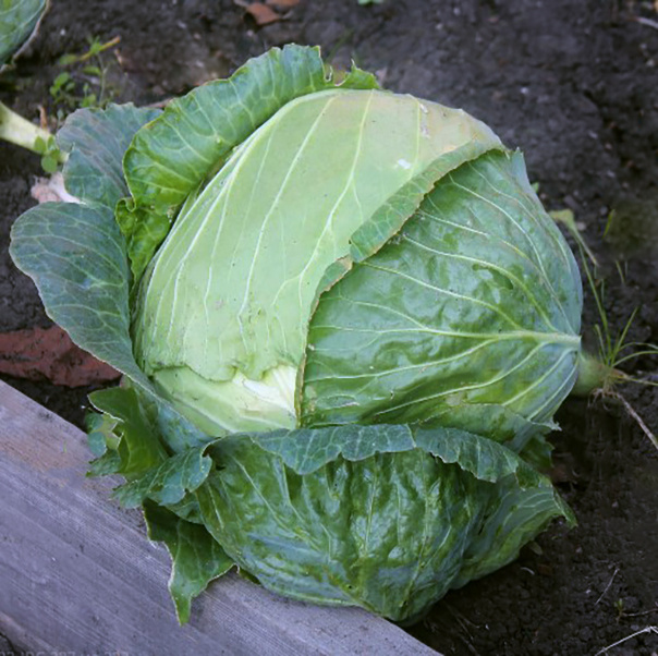 капуста белокочанная Мегатон F1