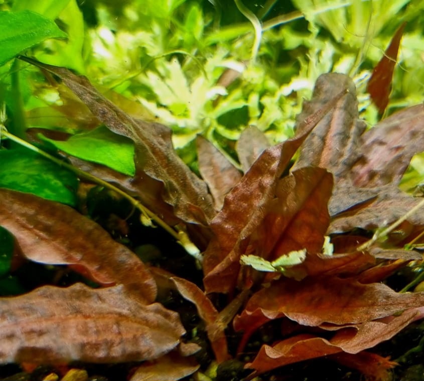 ## Криптокорина Розовая Пантера: особенности выращивания### Описание растения**Криптокорина Розовая Пантера** – это эффектный сорт аквариумного растения, отличающийся яркими розовыми оттенками листьев. ### Условия содержанияДля успешного выращивания данного сорта необходимо создать оптимальные условия:* **Параметры воды**: требуется мягкая вода с показателями жесткости kH не более 4 и gH до 8. Это важно для правильного развития растения и сохранения окраски листьев.* **Удобрения**: регулярное внесение жидких удобрений как макро-, так и микроэлементов является обязательным условием. Это обеспечивает здоровый рост и яркую окраску растения.* **Подача CO2**: для успешного развития криптокорины необходимо поддерживать уровень углекислого газа с pH около 6.8. Это способствует активному росту и предотвращает заболевания растения.* **Освещение**: рекомендуемая мощность освещения составляет примерно 1 ватт на литр воды. Недостаток света может привести к потере окраски и замедлению роста.### Особенности уходаРастение требует регулярного контроля параметров воды и своевременного внесения удобрений. Важно избегать резких изменений условий содержания, так как криптокорины чувствительны к перепадам параметров воды.При соблюдении всех условий содержания **Криптокорина Розовая Пантера** станет настоящим украшением аквариума, радуя глаз своей необычной окраской и здоровым ростом.