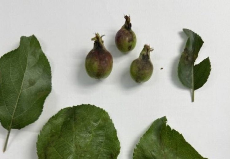    Чем опрыскать яблоню от парши