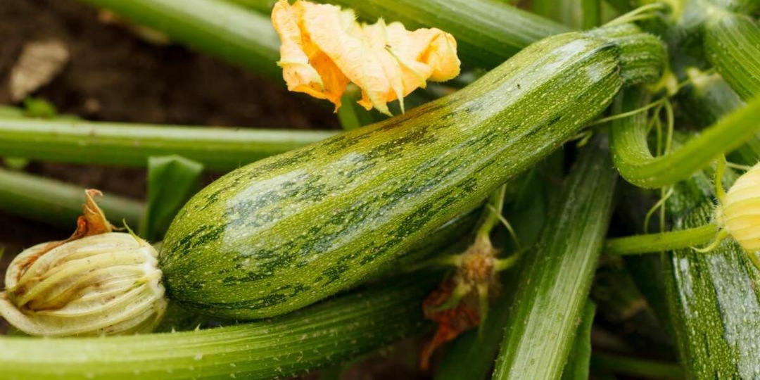 Выращивание кабачков через рассаду: стоит ли игра свеч?