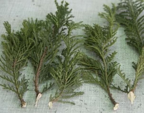 Размножение хвойных черенками: полное руководство