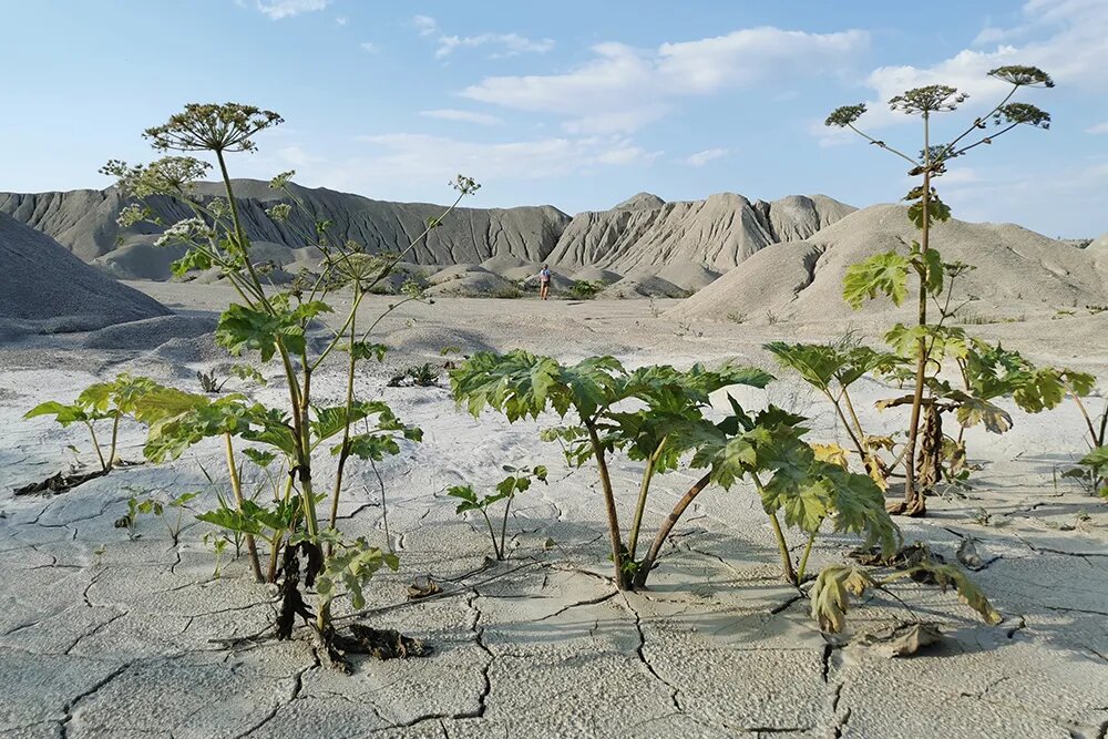 Это известняковый карьер в Псковской области. Никакие растения здесь не растут, а борщевик — вполне