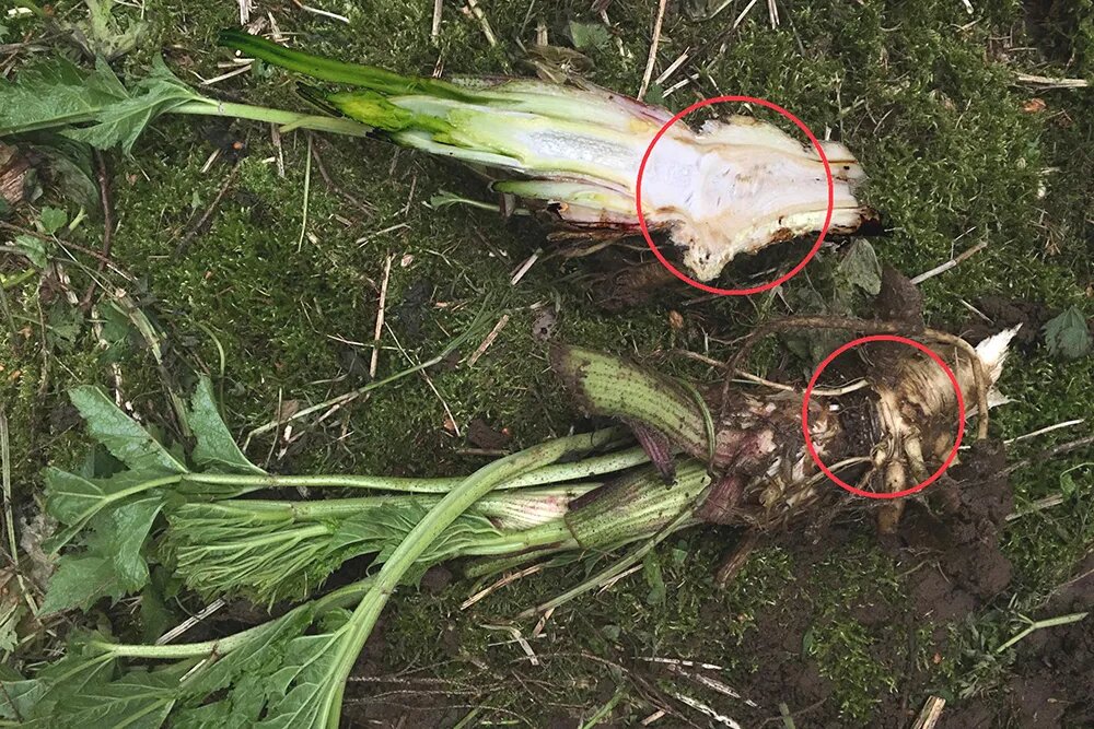 Красным показана корневая шейка борщевика, ниже которой надо рубить. От такого действия растение погибает