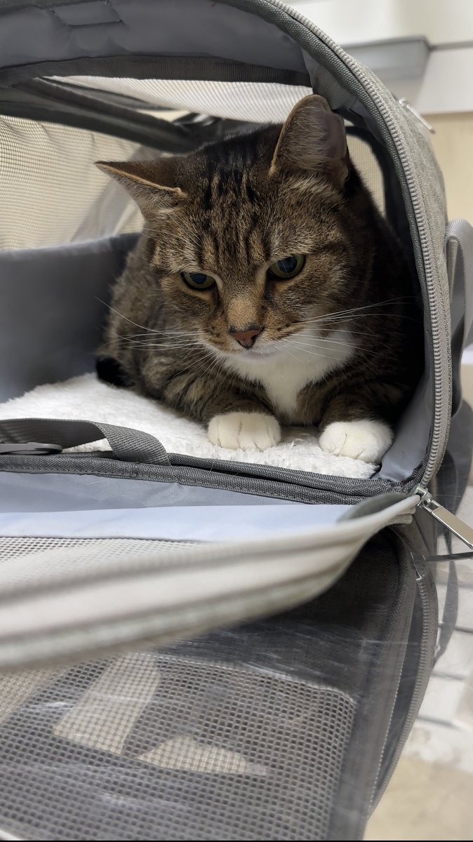 Ральф в ветклинике