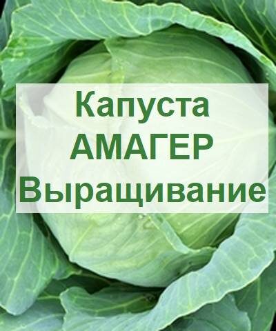 капуста Амагер