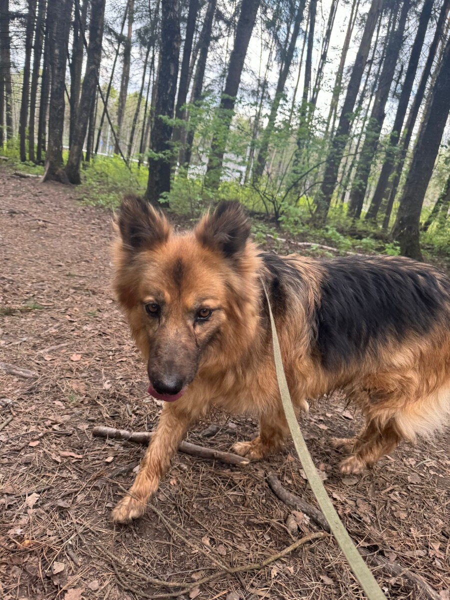 Такой была Ася в самом начале своего проживания в приюте. Робкая, худенькая собачка. Справа фото, листайте и посмотрите как она изменилась потом