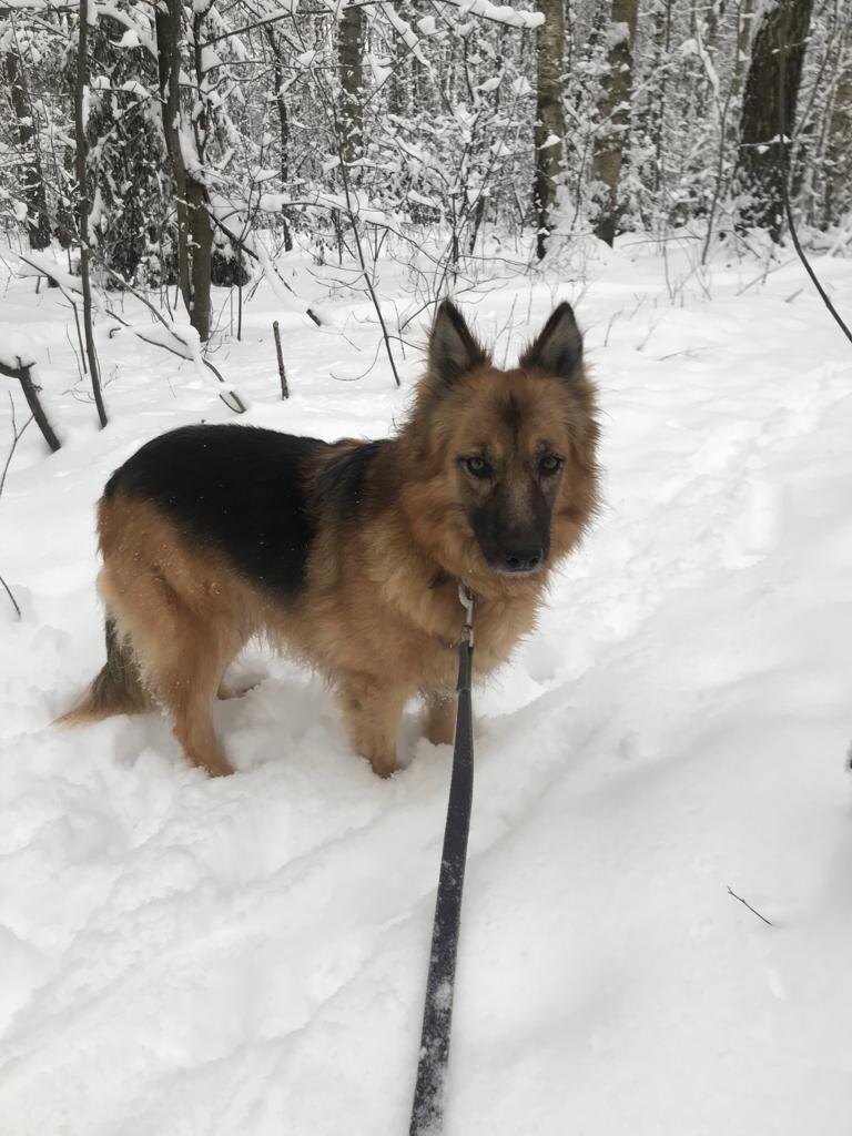 А вот здесь Ася уже стала гораздо увереннее в себе, немного поправилась и обзавелась зимней шубкой