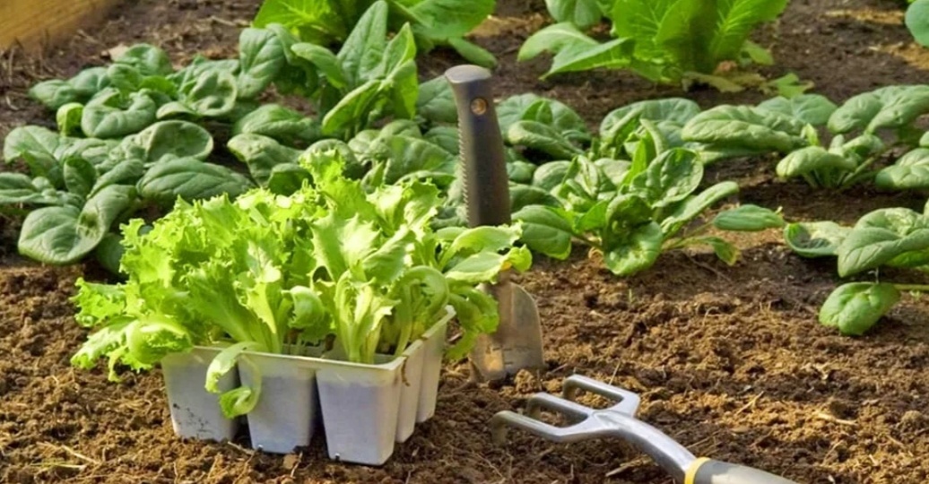 Гарантия обильного урожая! Костная мука. Виды костной муки. Применение. Норма и способ внесения.