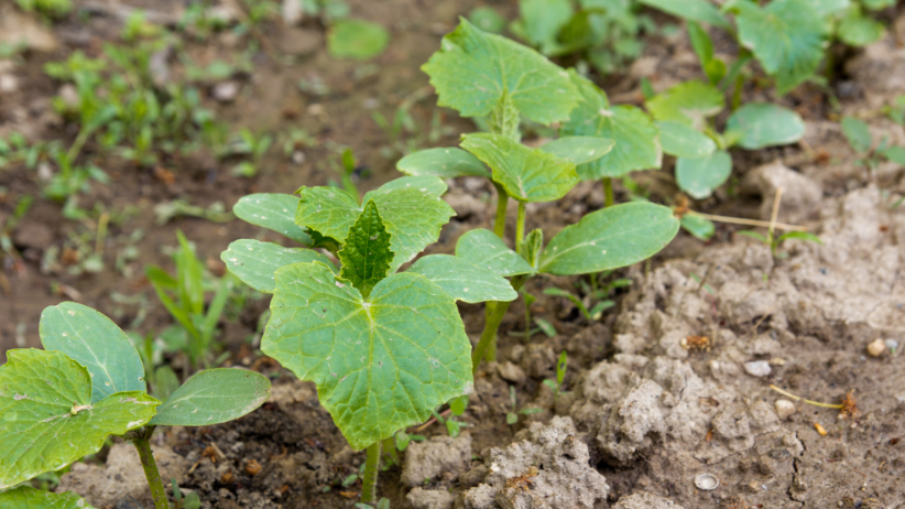 всхожесть огурцов при правильном определении температуры почвы