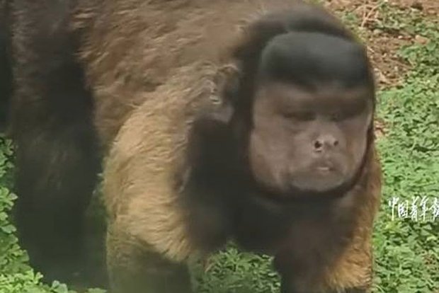    Кадр: @shanghai_daily