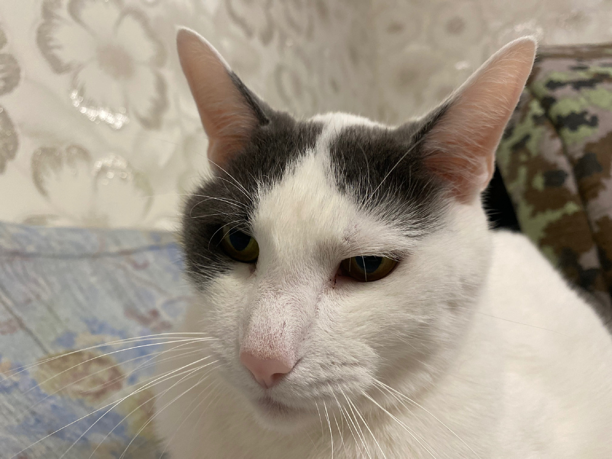 Даже КотЭ грустный от понимания всей ситуации.