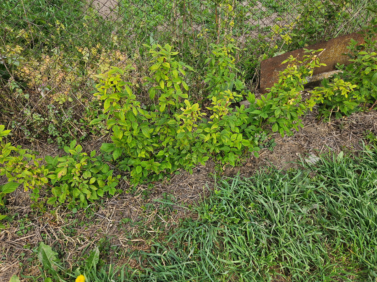 Жёлтые листья на макушках веток - это хлороз