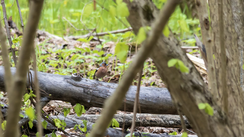 2. Самец Зяблика... © NickFW.ru — 10.05.2023г.