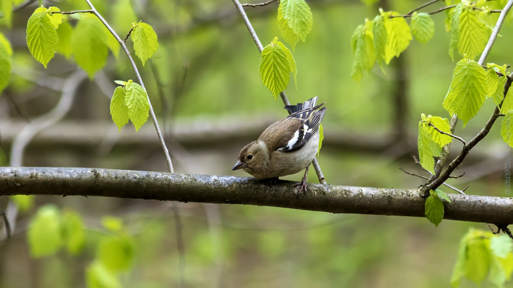 1. Самочка Зяблика... © NickFW.ru — 10.05.2023г.