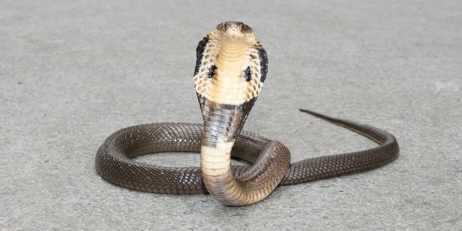 Фото: 123RF/omega77