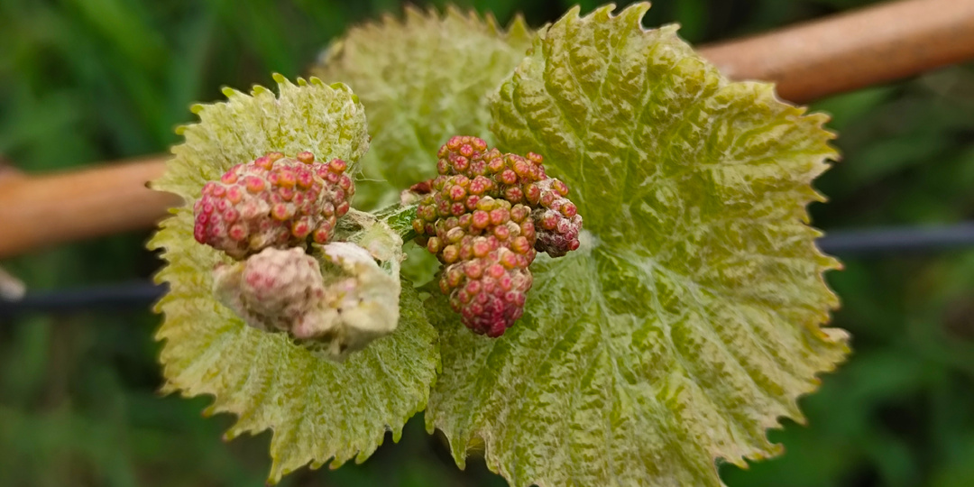 Затяжная весна, ГРОЗДИ на побегах из спящих почек, первая ОБРАБОТКА, подмороженные ПОБЕГИ