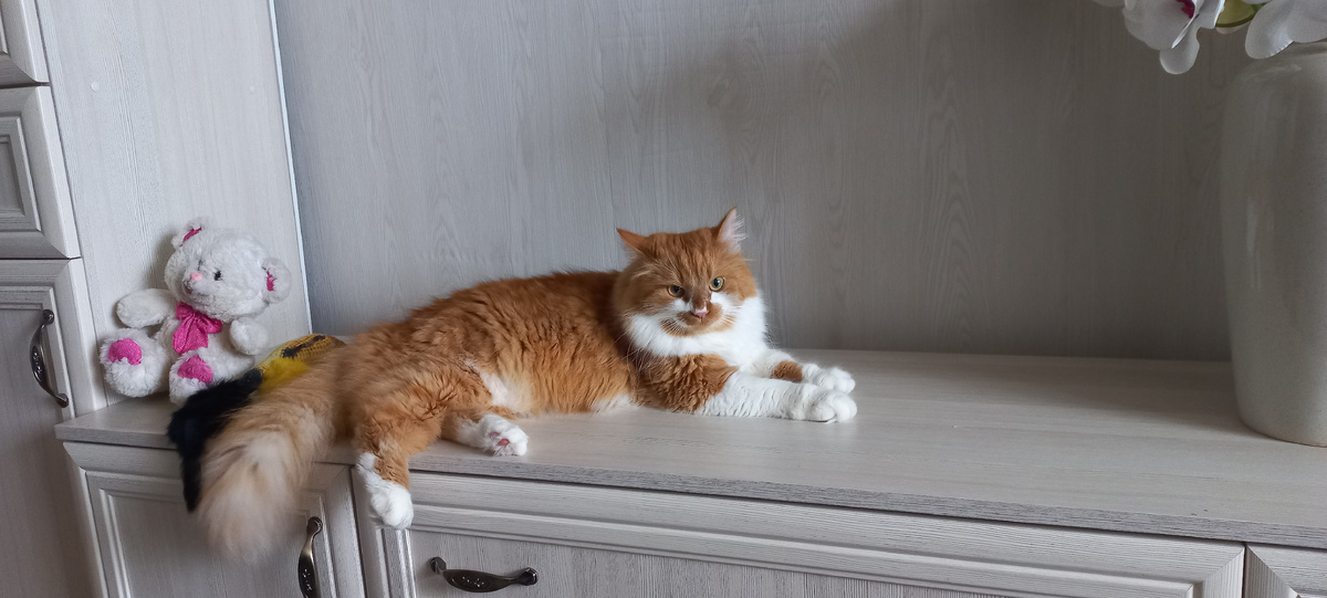 Мой кот Степан