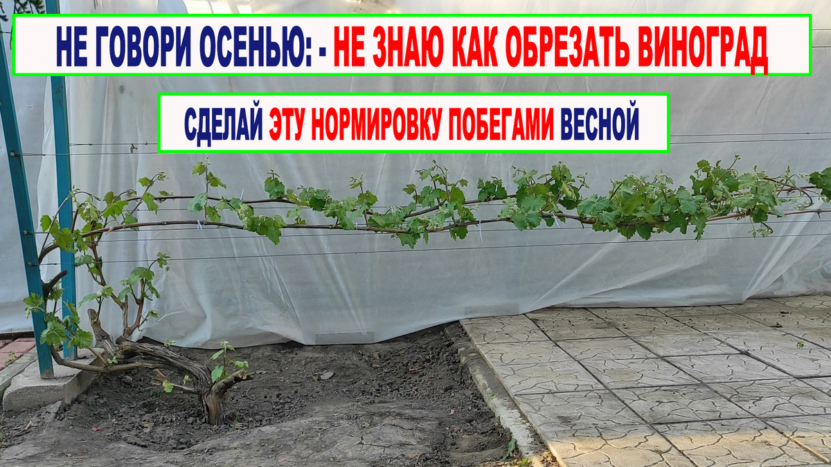 Внешний вид куста винограда.