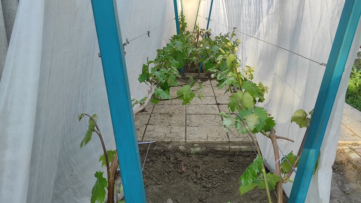 Укрытие под агроволокном.