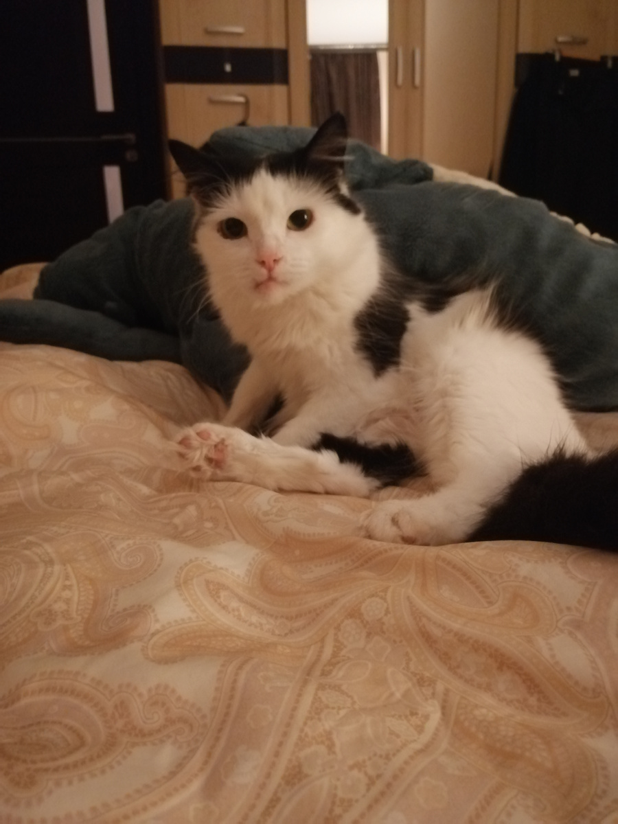 Лизавета в моей спальне. Очень ей там нравится - мама любимая под лапой и безопасно. 