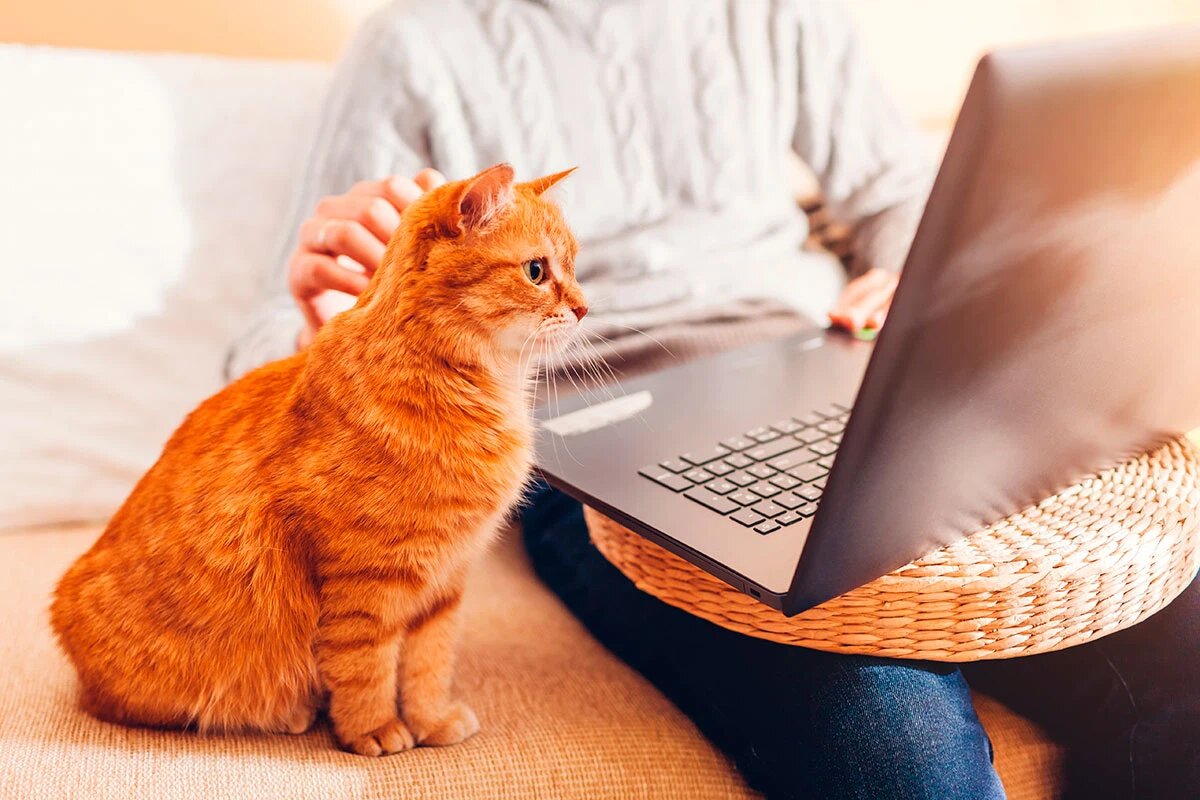    Фото: Mariia Boiko / Shutterstock.com